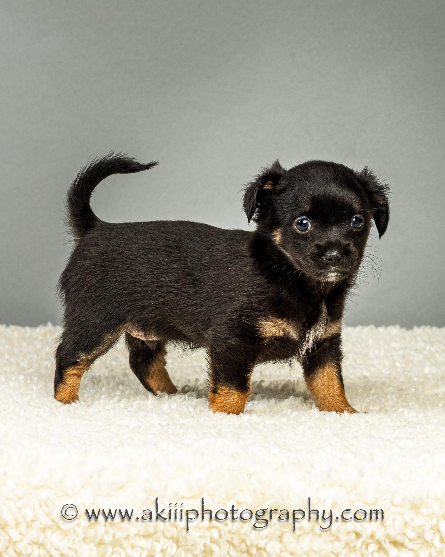 Louie - Puppy - Coming Late August, a ADOPTABLE Chihuahua in Plano, TX image 2/6