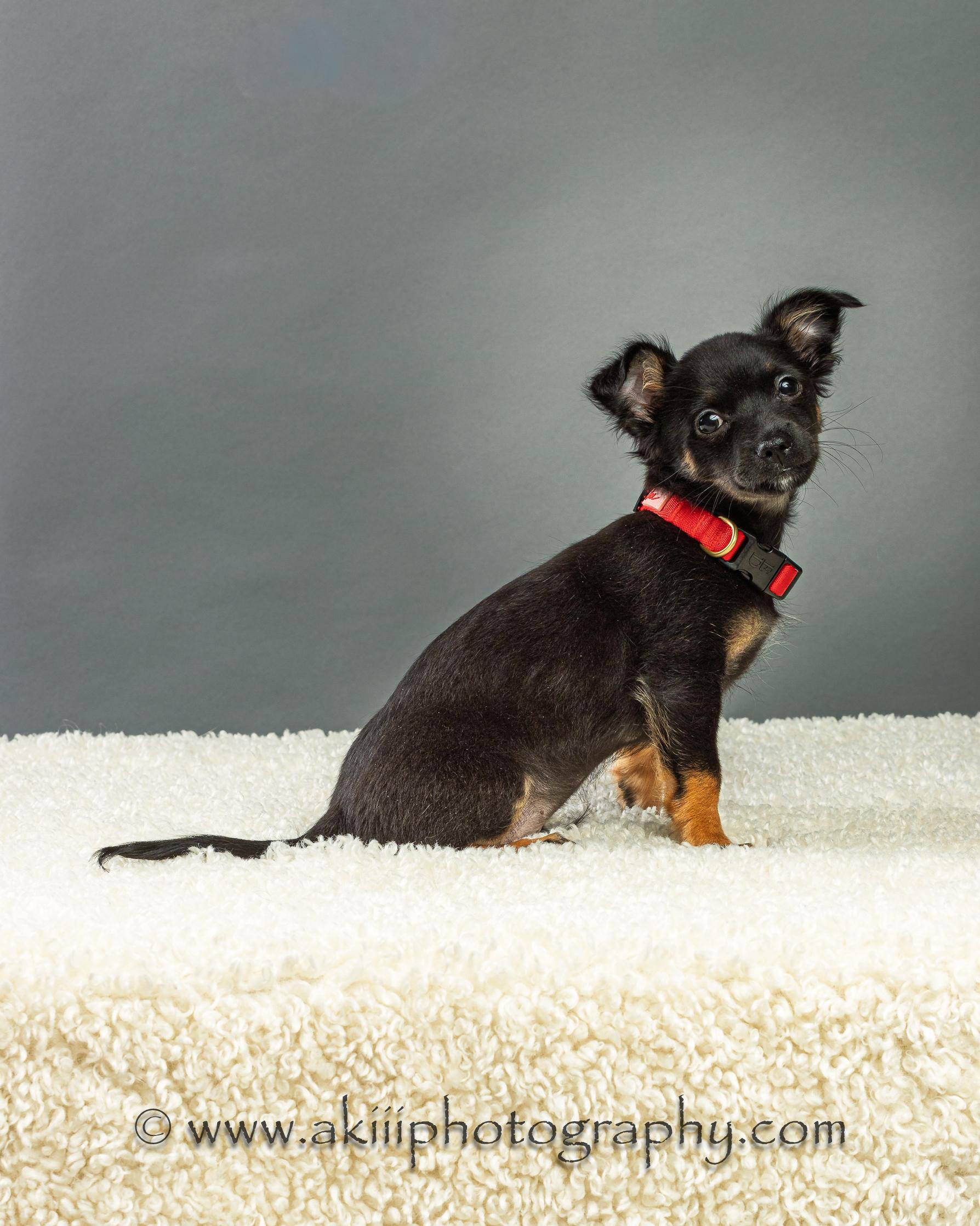 Enlarge Louie - Puppy - Coming Late August, a ADOPTABLE Chihuahua in Plano, TX image 3/6