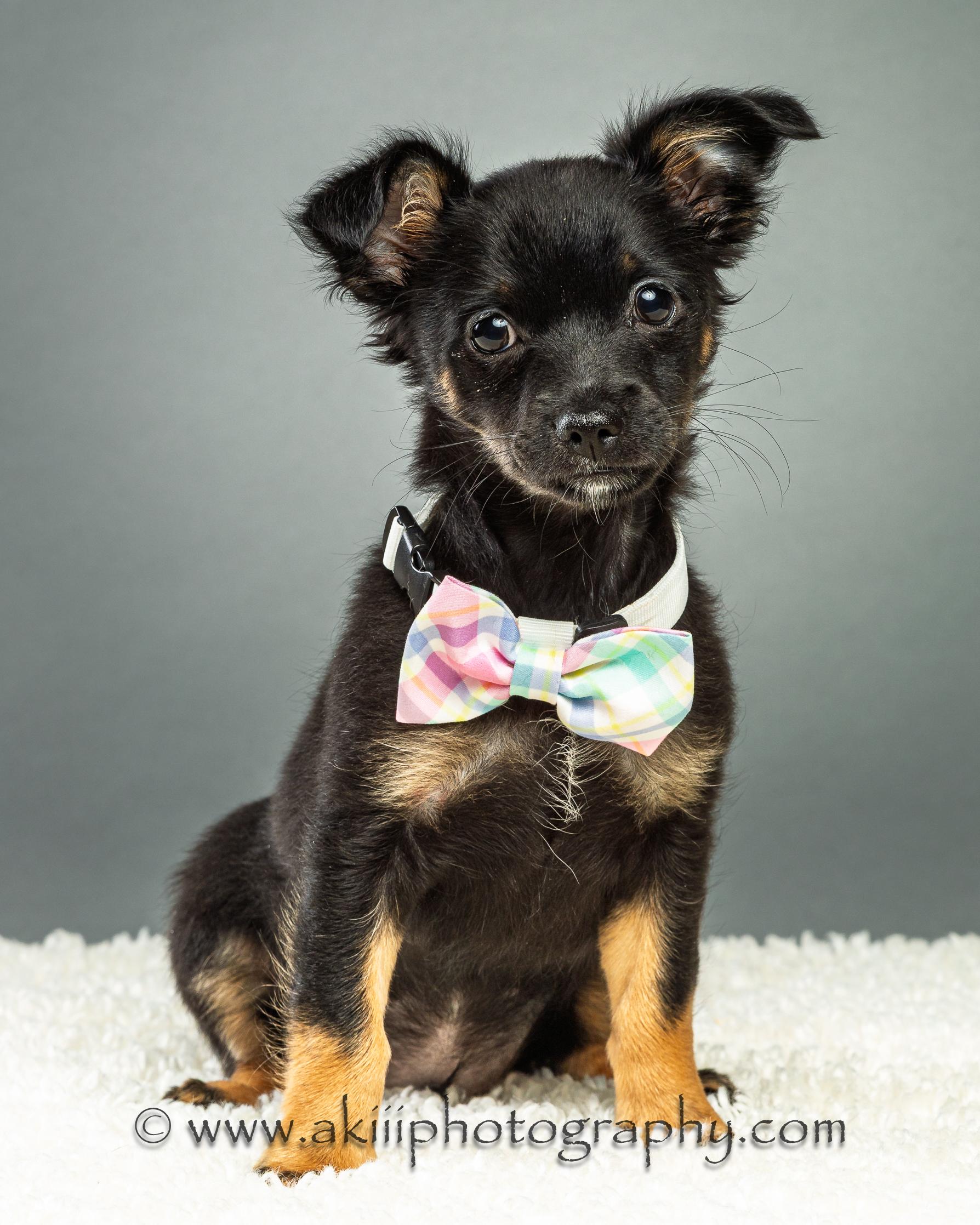 Enlarge Louie - Puppy - Coming Late August, a ADOPTABLE Chihuahua in Plano, TX image 1/6