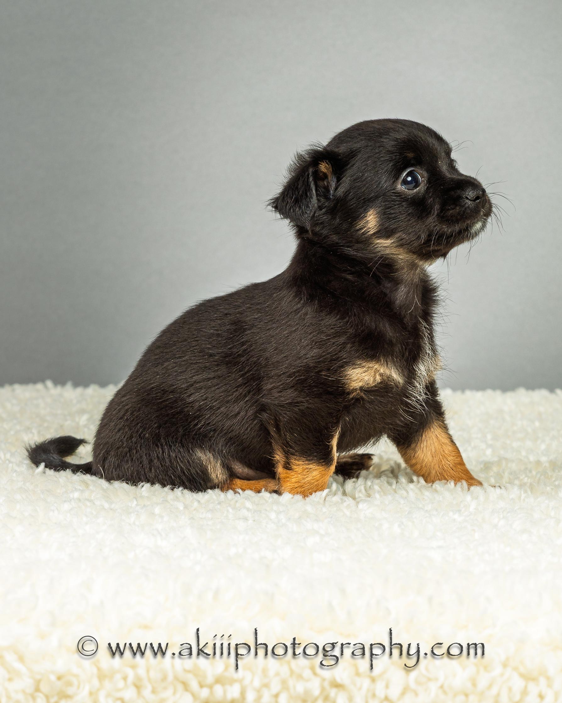 Louie - Puppy - Coming Late August, a ADOPTABLE Chihuahua in Plano, TX image 3/6