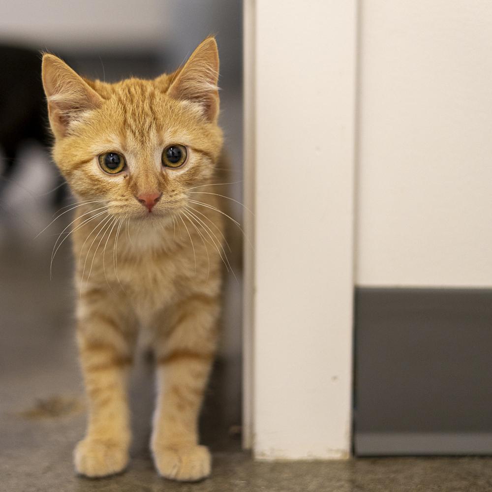 Enlarge **Cat Cafe** Karat, a Adoptable Domestic Short Hair in Topeka, KS image 1/1