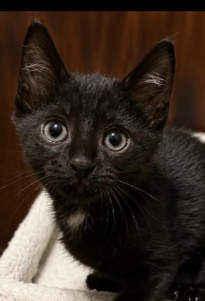 Briar, Adoptable, Kitten Female Domestic Short Hair & American Shorthair.