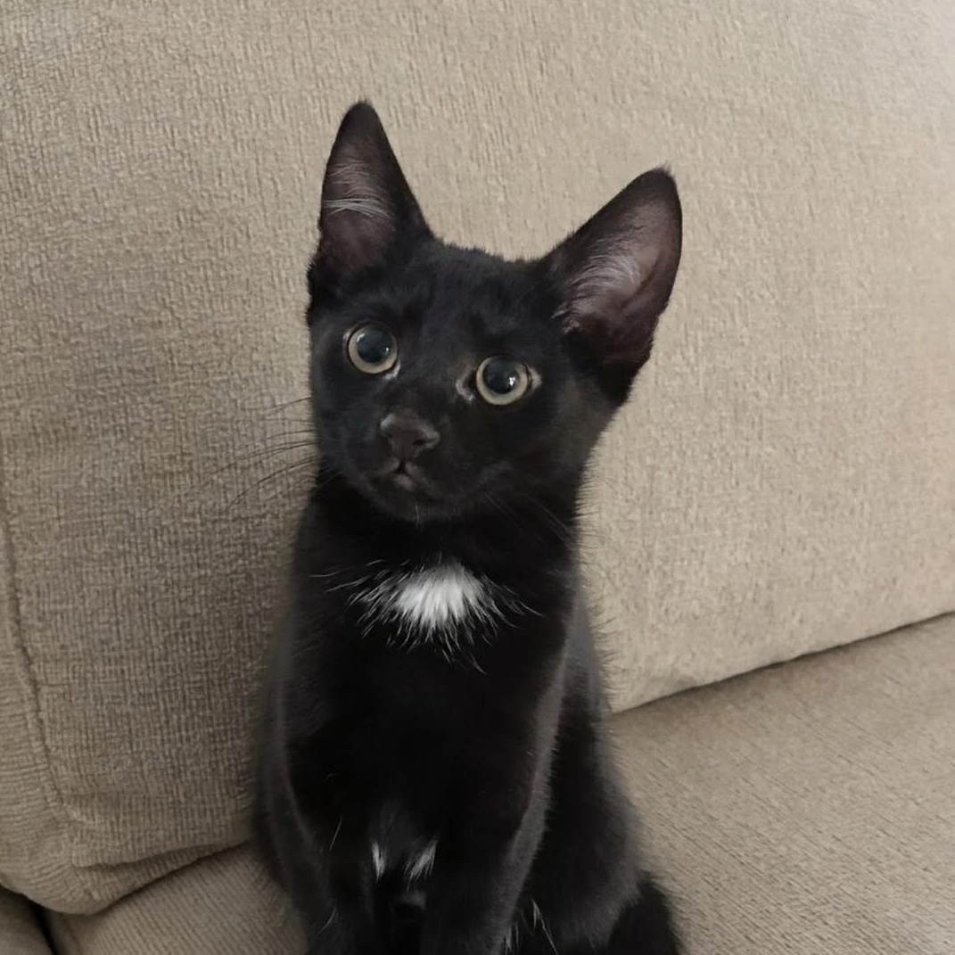 Briar, Adopted, Kitten Female Domestic Short Hair & American Shorthair.