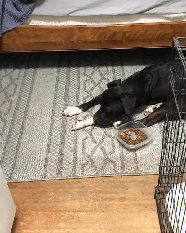 Enlarge Diablo, a Adoptable mixed breed in Tucson, AZ image 3/6