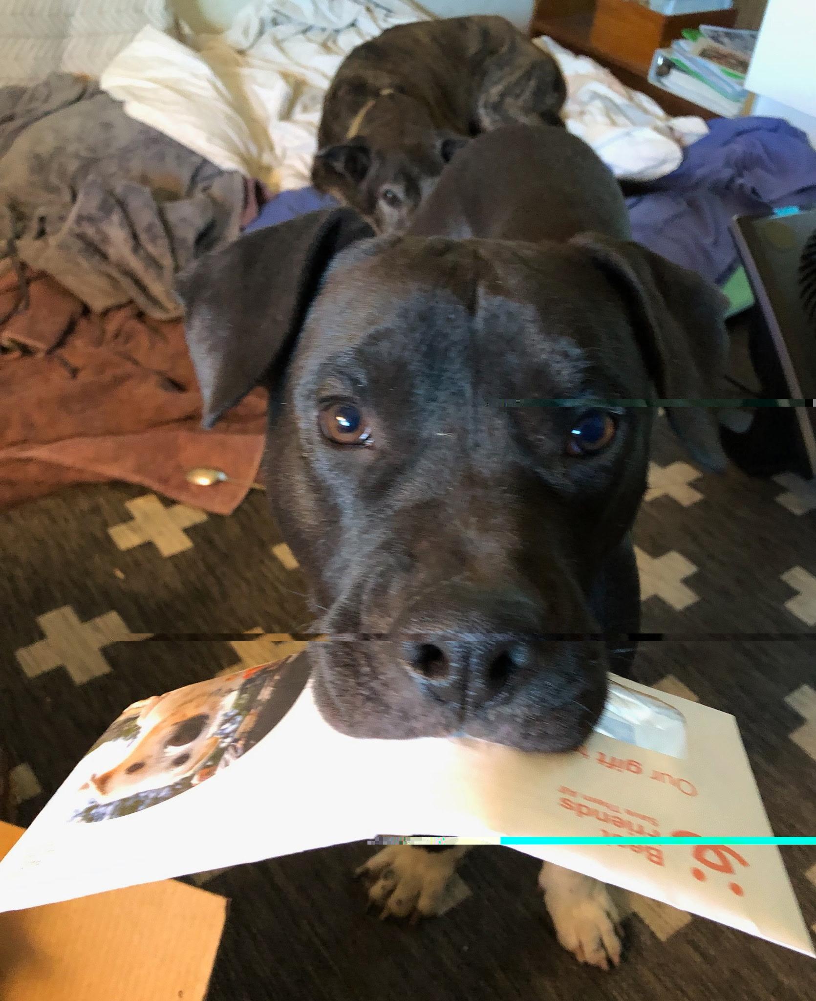 Enlarge Diablo, a Adoptable mixed breed in Tucson, AZ image 4/6