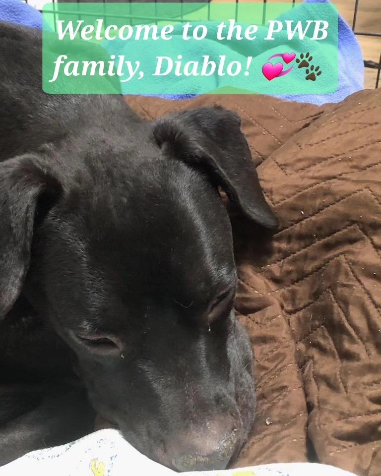 Enlarge Diablo, a Adoptable mixed breed in Tucson, AZ image 5/6