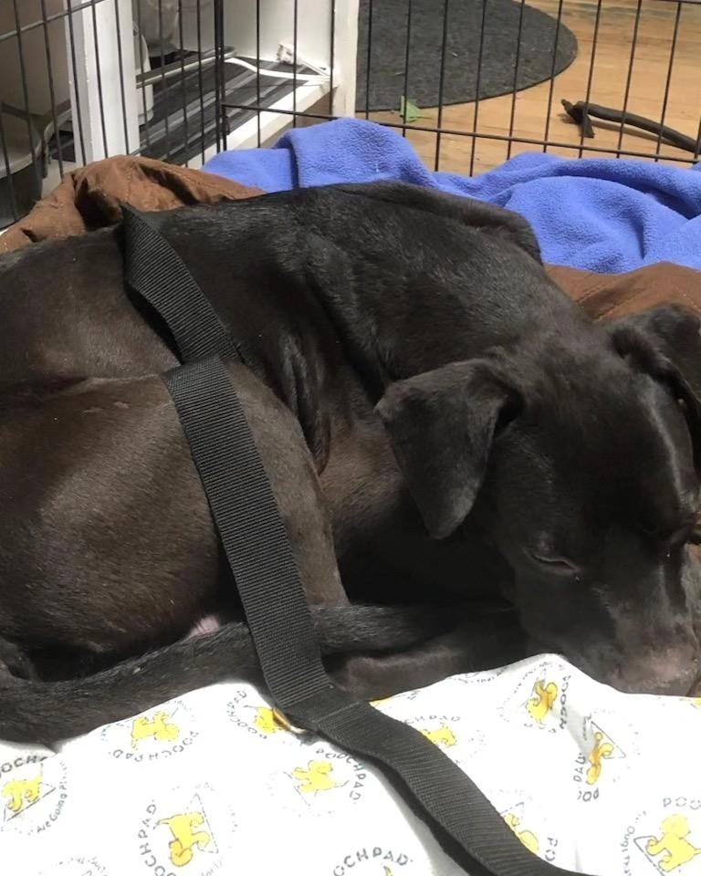 Enlarge Diablo, a Adoptable mixed breed in Tucson, AZ image 6/6