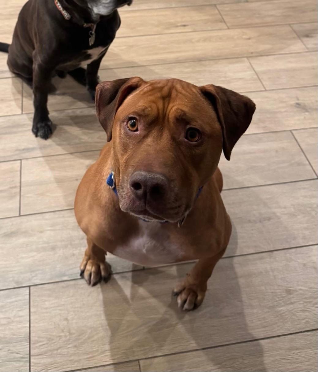 Enlarge Toretto, a Adoptable mixed breed in Chandler, AZ image 2/2