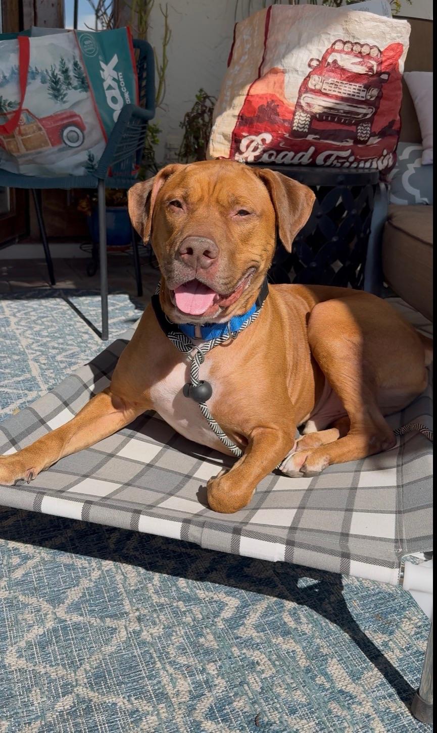 Enlarge Toretto, a Adoptable mixed breed in Chandler, AZ image 1/2