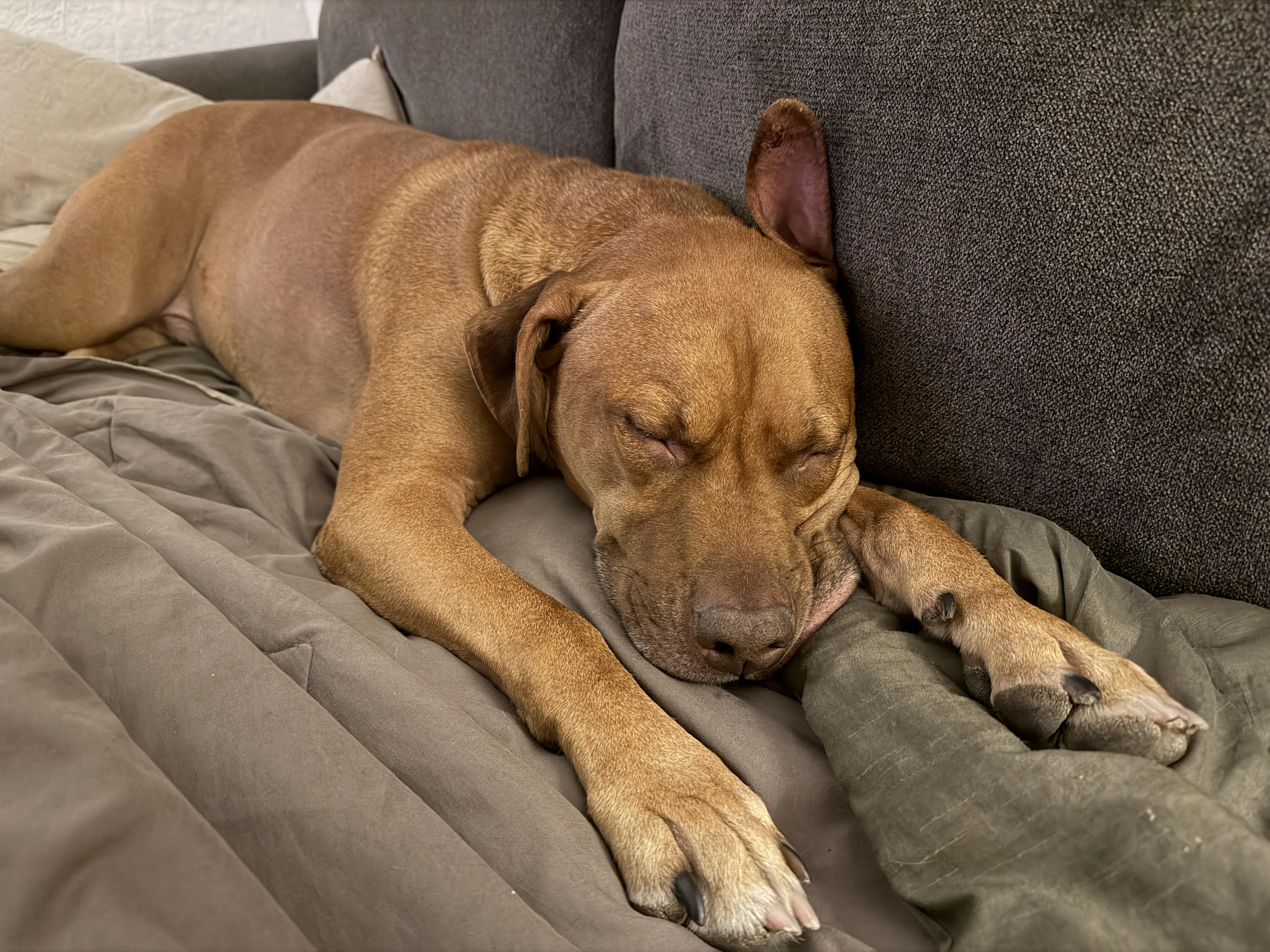 Toretto, a Adoptable mixed breed in Chandler, AZ image 3/4