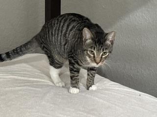 Enlarge LK - Transport Available, a Adoptable Domestic Short Hair in Brazoria, TX image 6/6