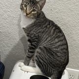 Enlarge LK - Transport Available, a Adoptable Domestic Short Hair in Brazoria, TX image 4/6
