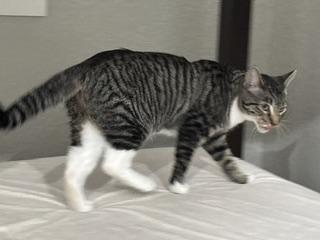 Enlarge LK - Transport Available, a Adoptable Domestic Short Hair in Brazoria, TX image 5/6
