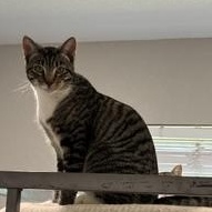 Enlarge LK - Transport Available, a Adoptable Domestic Short Hair in Brazoria, TX image 3/6