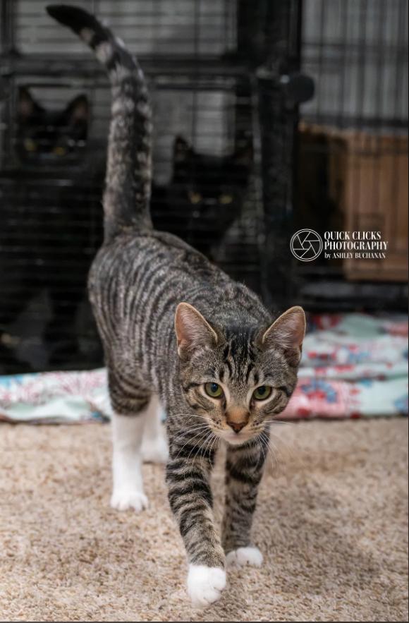Enlarge LK, a ADOPTABLE Domestic Short Hair in Brazoria, TX image 1/1
