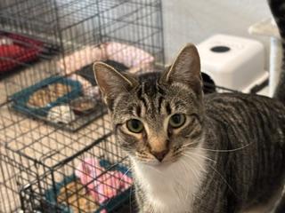 LK - Transport Available, Adoptable, Young Female Domestic Short Hair.