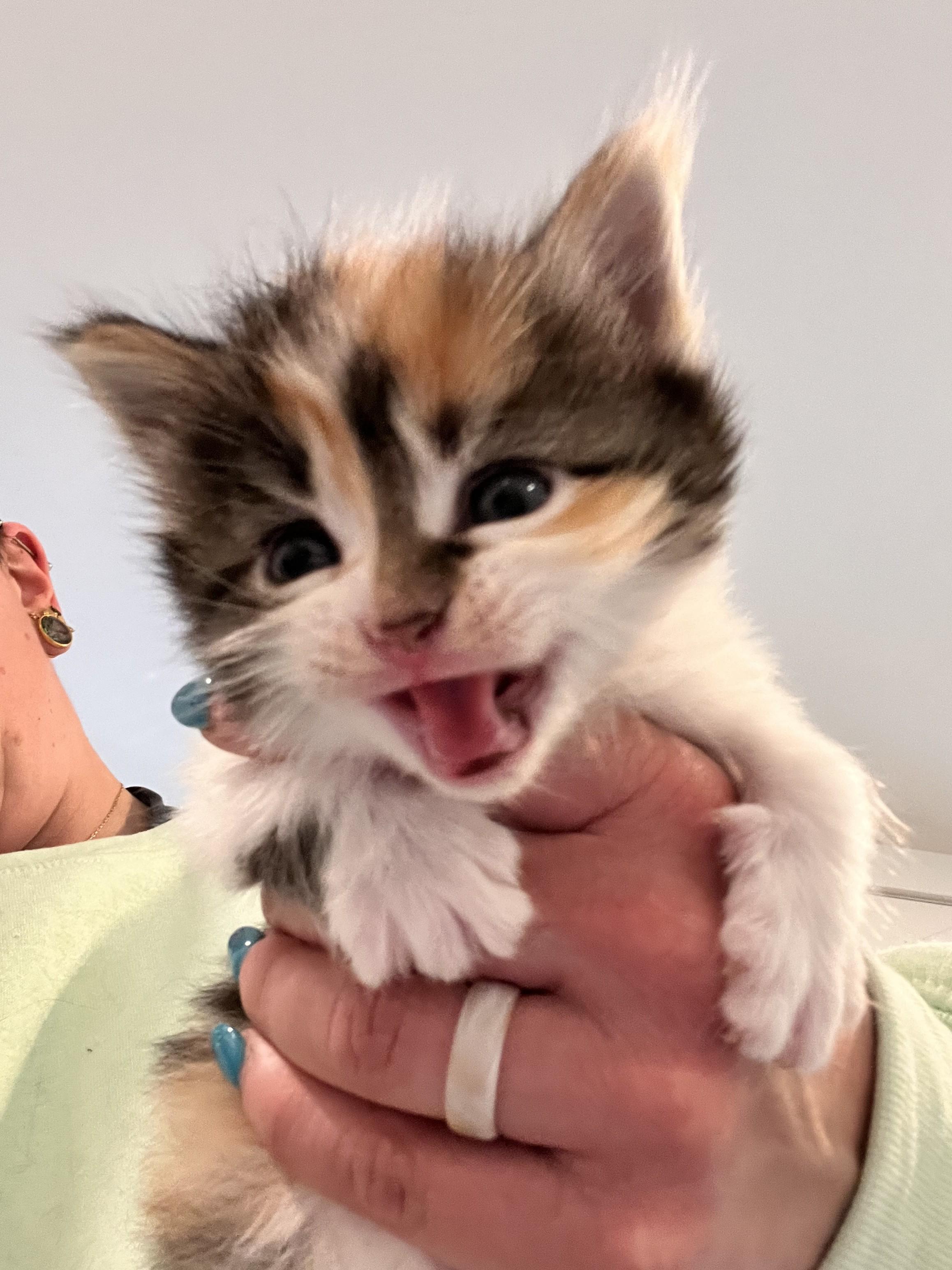 Enlarge Gruyère, an adopted Domestic Short Hair in Albany, NY image 2/4