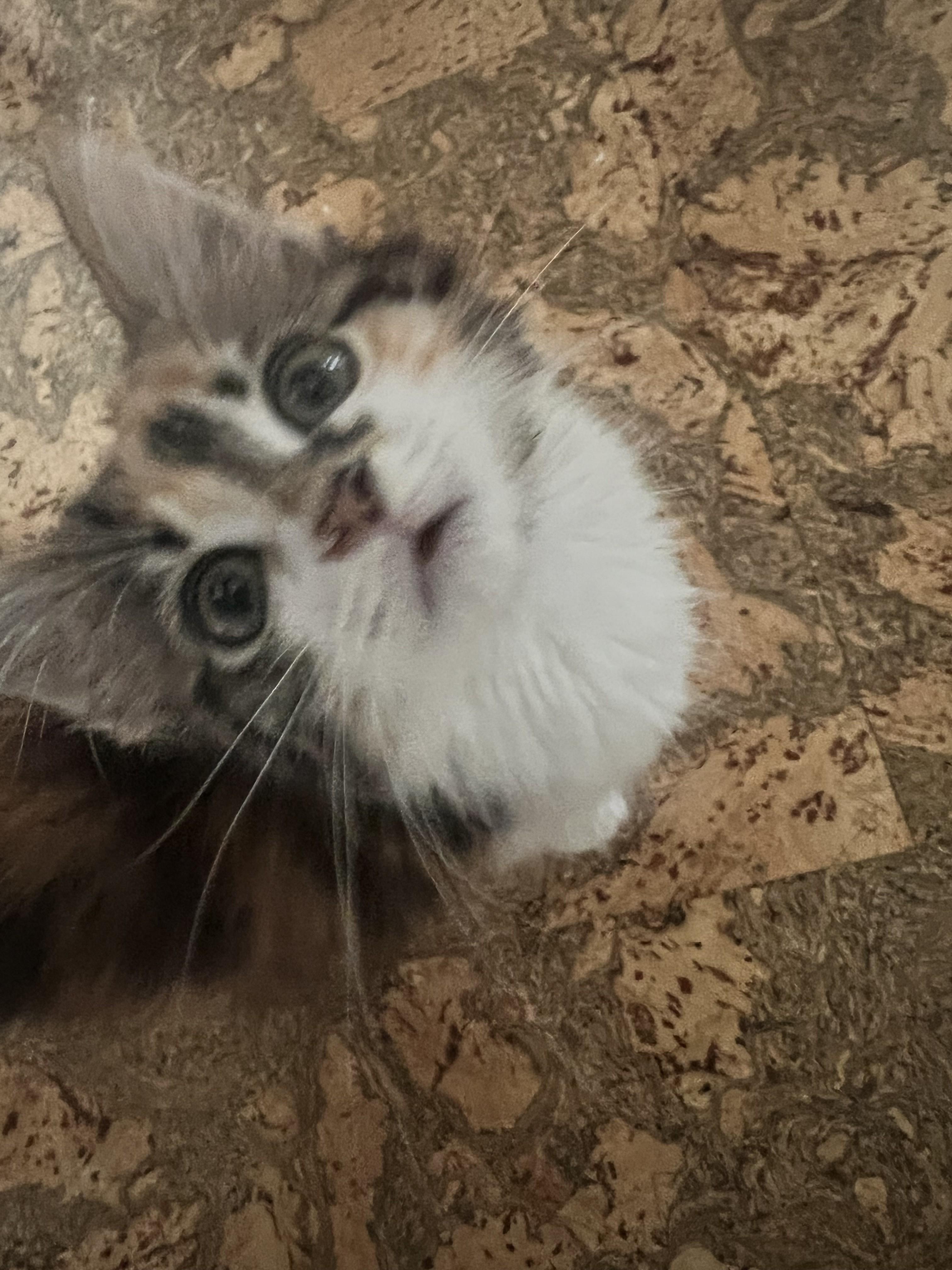 Enlarge Gruyère, an adopted Domestic Short Hair in Albany, NY image 4/4