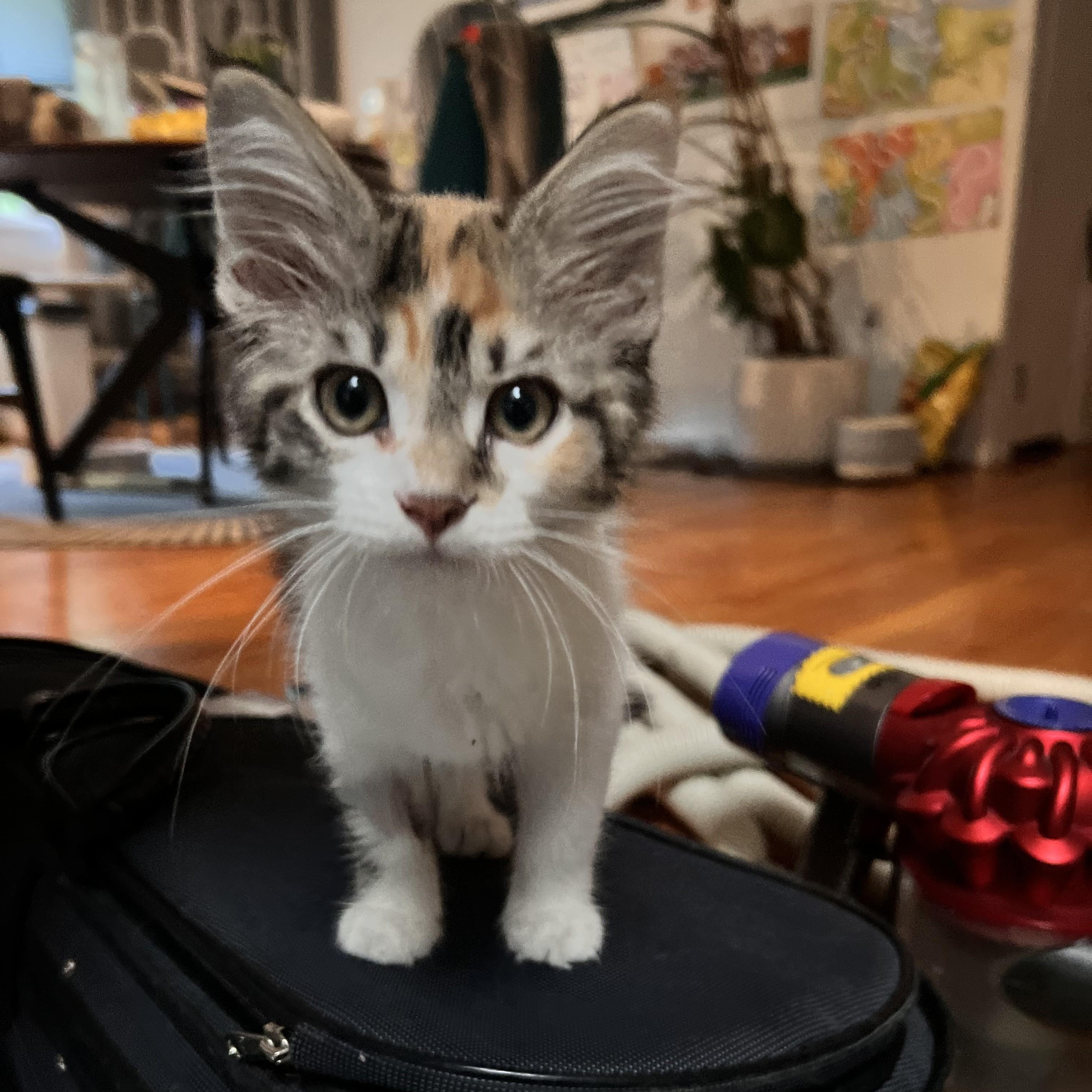 Gruyère, adopted, Kitten Female Domestic Short Hair.