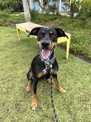 Enlarge Nyx, a Adoptable mixed breed in Honolulu, HI image 2/3