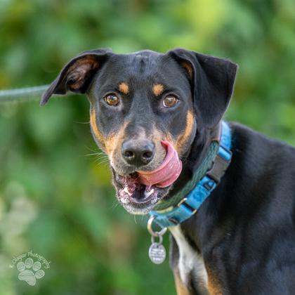 Enlarge Nyx, a Adoptable mixed breed in Honolulu, HI image 3/3