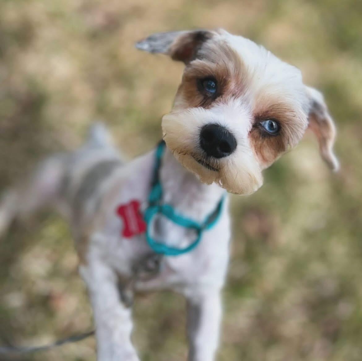 Enlarge Eliza, a ADOPTABLE mixed breed in West Falls, NY image 1/3