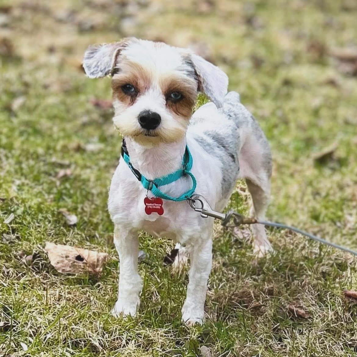 Enlarge Eliza, a ADOPTABLE mixed breed in West Falls, NY image 2/3