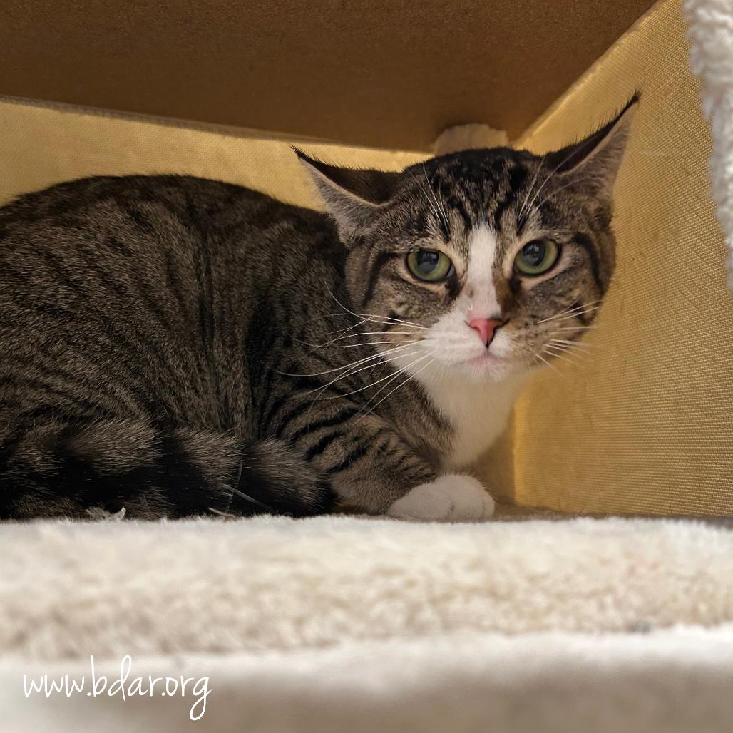 Hocus, Adoptable, Young Female Domestic Short Hair.