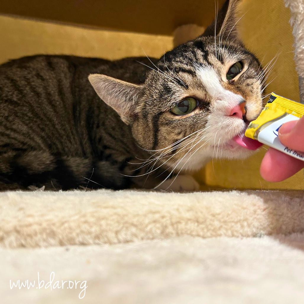 Hocus, a Adoptable Domestic Short Hair in Cheyenne, WY image 2/2