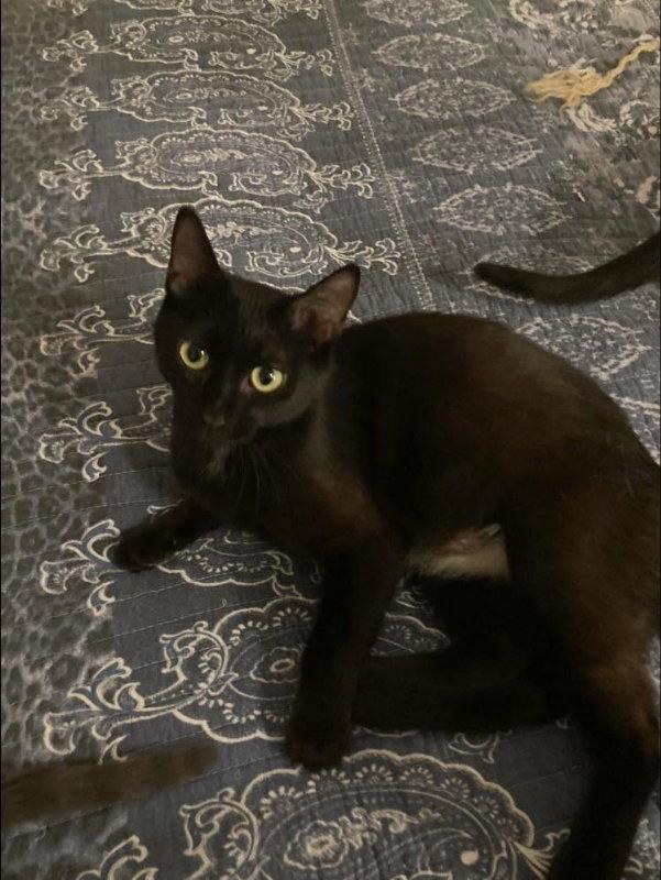 Ever, Adoptable, Young Female Bombay & Domestic Short Hair.