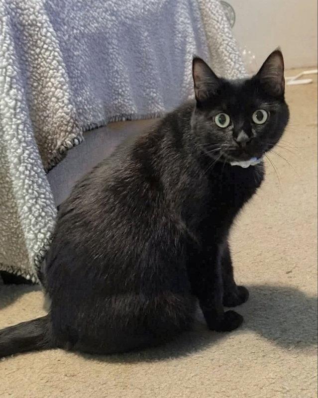Ever, Adoptable, Young Female Bombay & Domestic Short Hair.