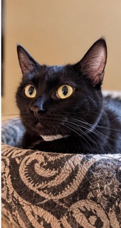 Ever, Adoptable, Young Female Bombay & Domestic Short Hair.
