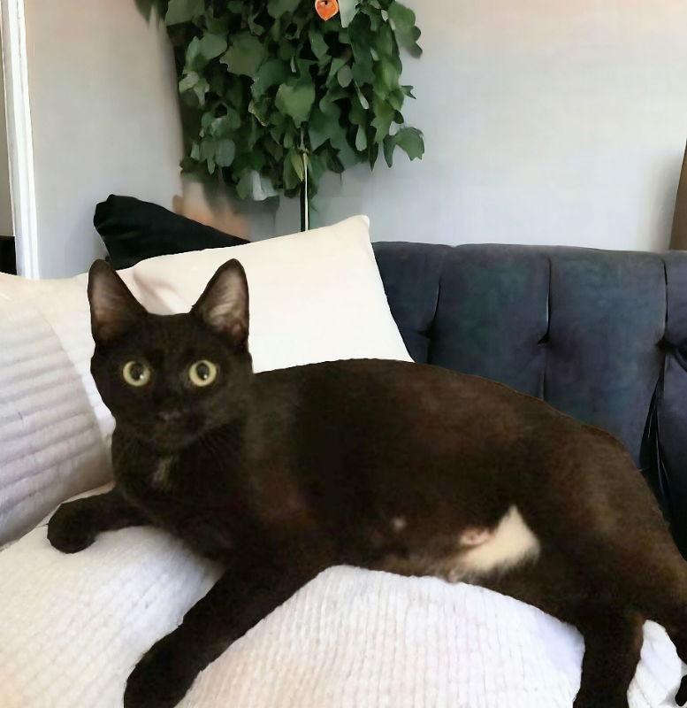 Ever, Adoptable, Young Female Bombay & Domestic Short Hair.