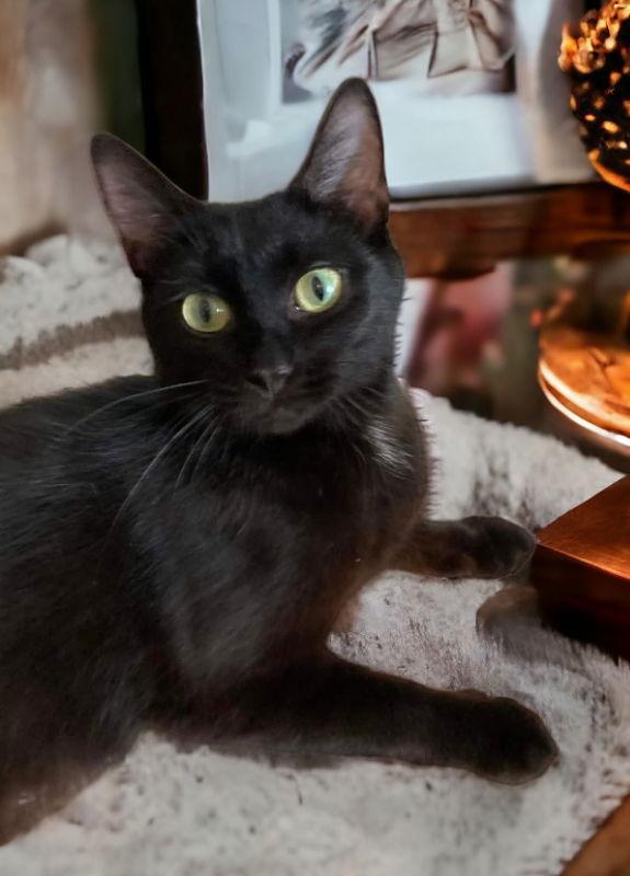 Enlarge Ever, a Adoptable mixed breed in Knoxville, TN image 2/3