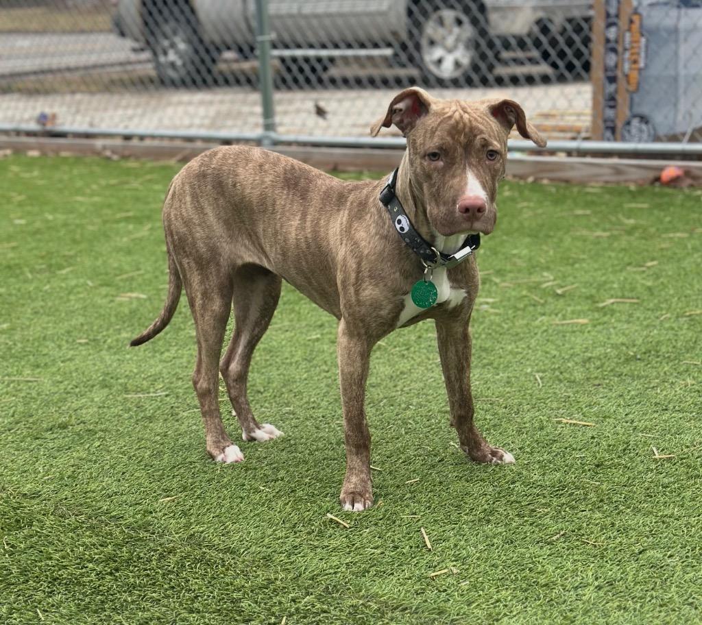 Cinnamon, Adoptable, Young Female Mixed Breed.