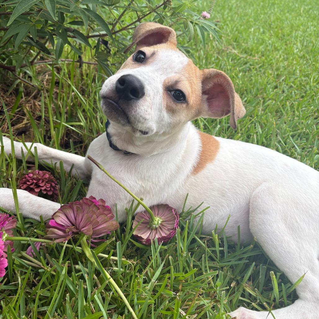 Ghost, Adoptable, Puppy Female Mixed Breed.