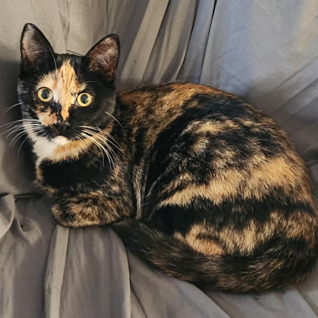 Enlarge Raven, a Adoptable American Shorthair in Wahiawa, HI image 1/1