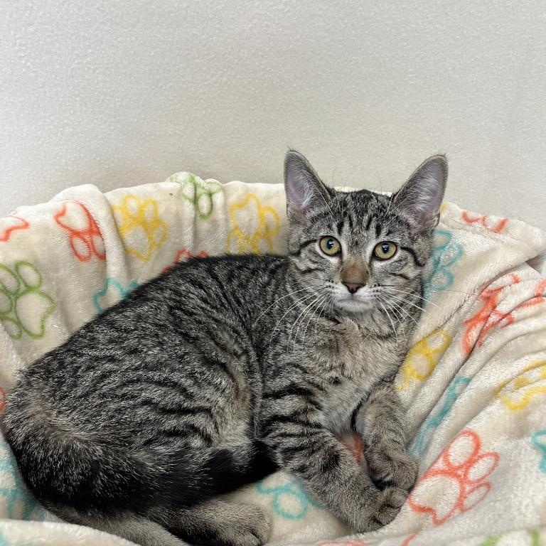 McDouble, Adoptable, Kitten Female Domestic Short Hair.