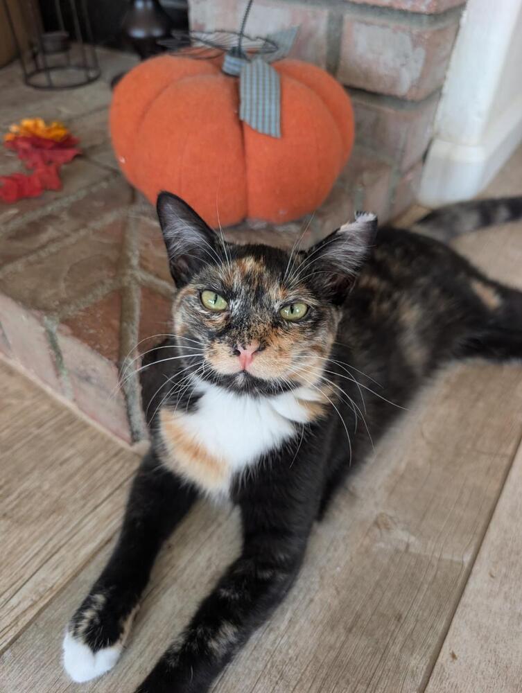 Enlarge Daisy, a Adoptable Domestic Short Hair in Oceanside, CA image 1/6