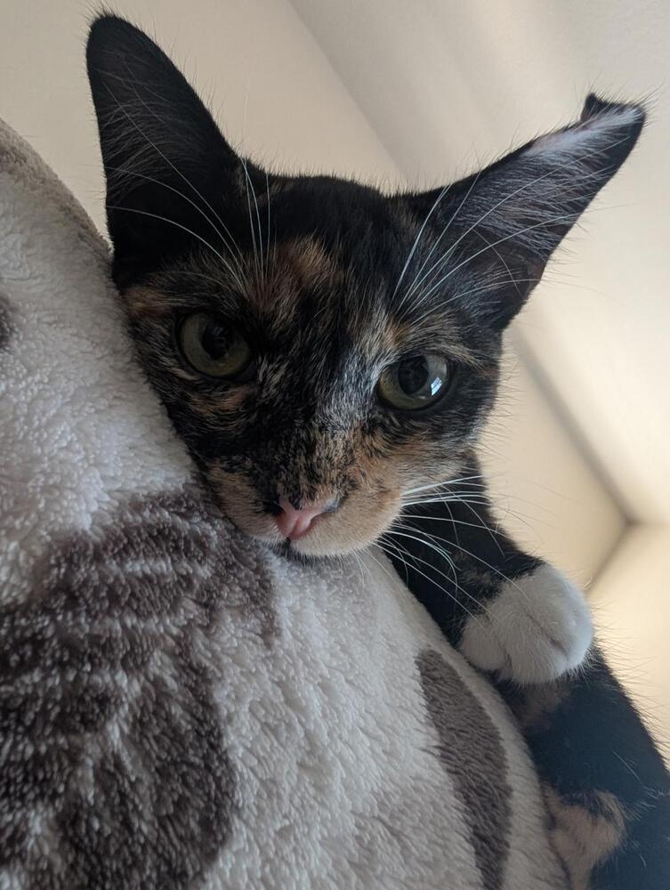 Enlarge Daisy, a Adoptable Domestic Short Hair in Oceanside, CA image 2/6