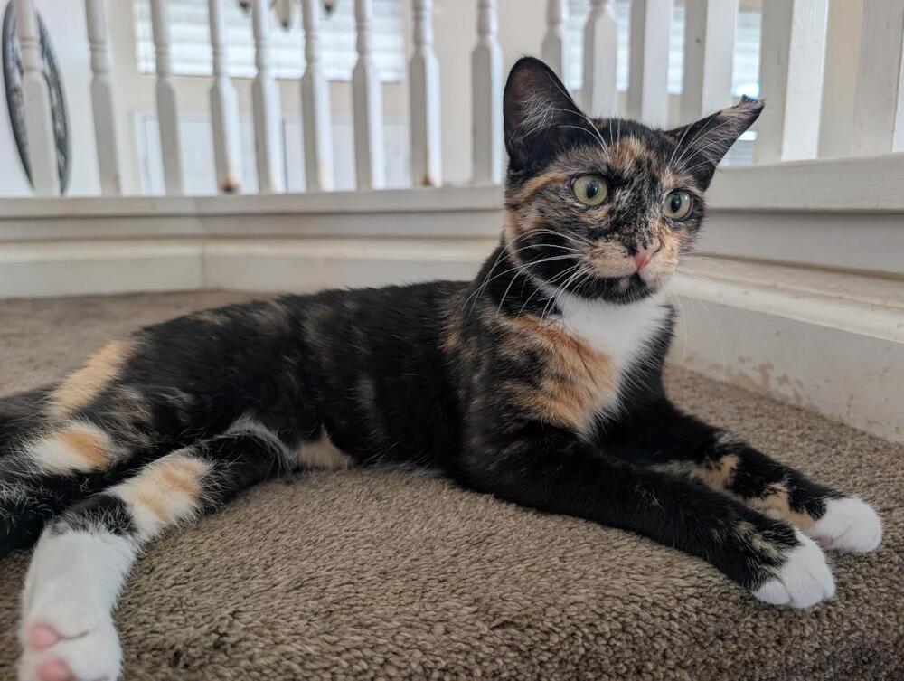 Enlarge Daisy, a Adoptable Domestic Short Hair in Oceanside, CA image 3/6