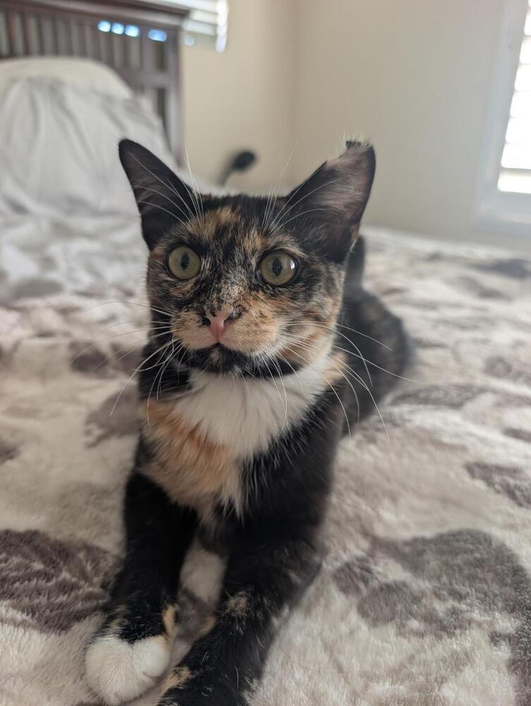 Enlarge Daisy, a Adoptable Domestic Short Hair in Oceanside, CA image 4/6
