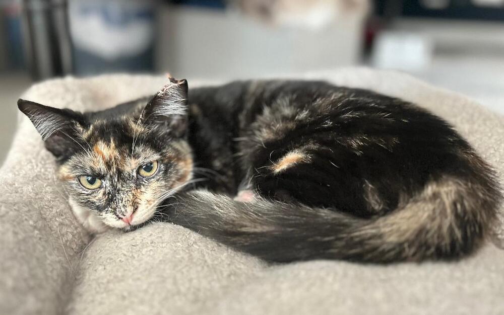Enlarge Daisy, a Adoptable Domestic Short Hair in Oceanside, CA image 5/6