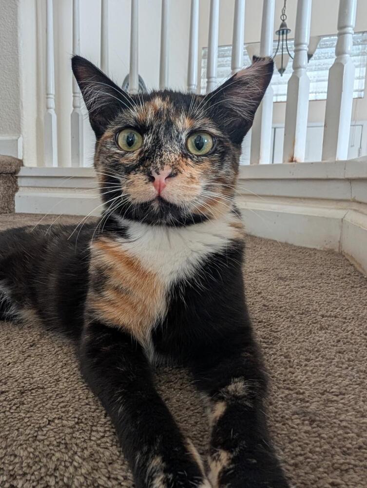 Enlarge Daisy, a Adoptable Domestic Short Hair in Oceanside, CA image 6/6
