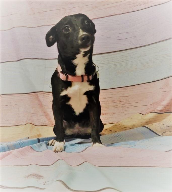SugarKane, Adoptable, Adult Female Chihuahua.