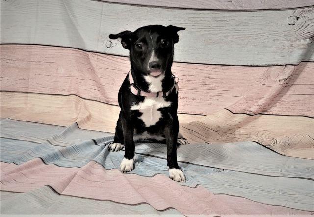 Enlarge SugarKane, a Adoptable mixed breed in Bakersfield, CA image 3/6