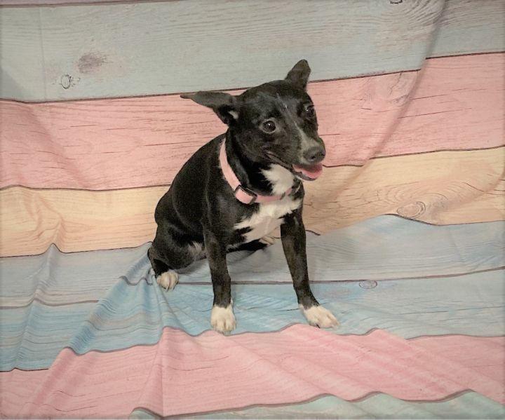 Enlarge SugarKane, a Adoptable mixed breed in Bakersfield, CA image 4/6