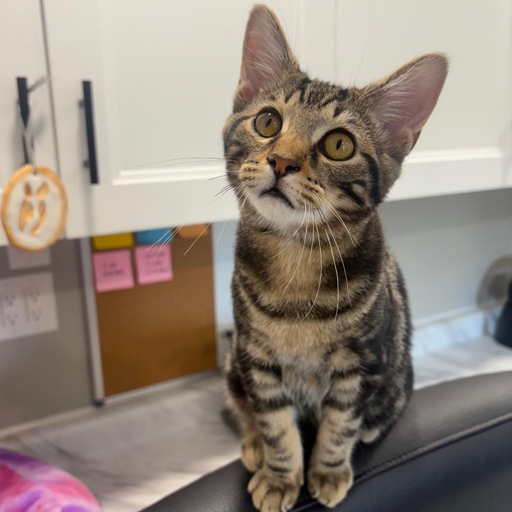 JK, Adoptable, Kitten Male Domestic Short Hair.
