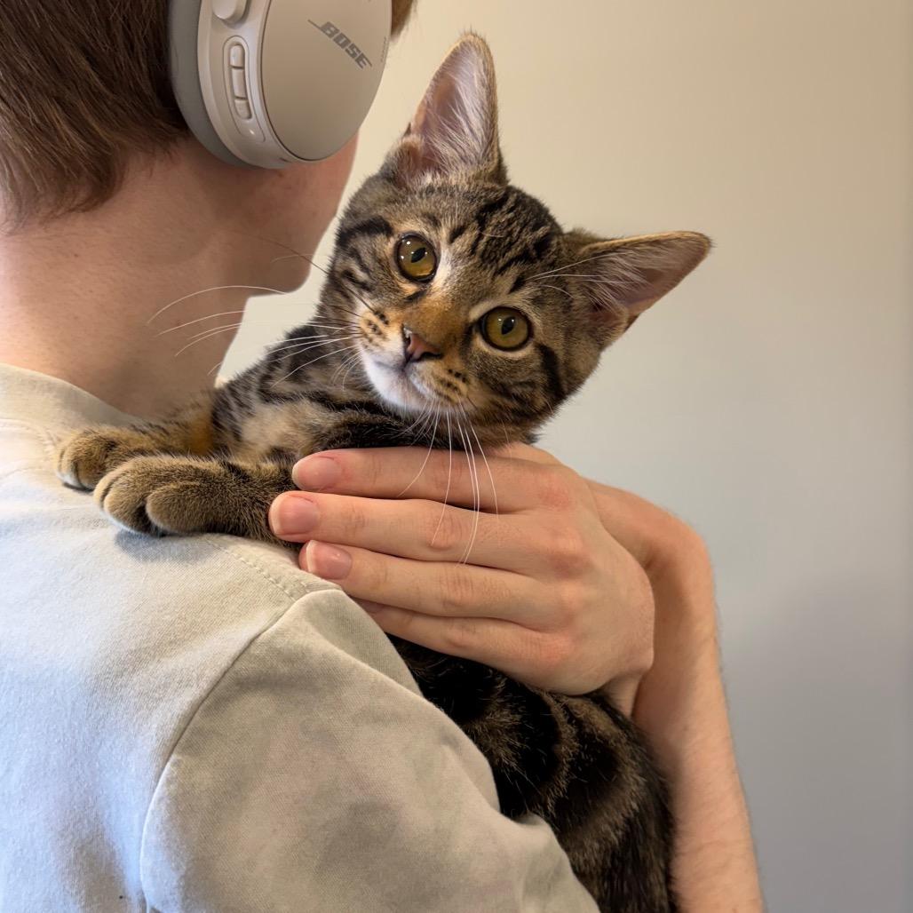 Enlarge JK, a Adoptable Domestic Short Hair in Puslinch, ON image 2/6