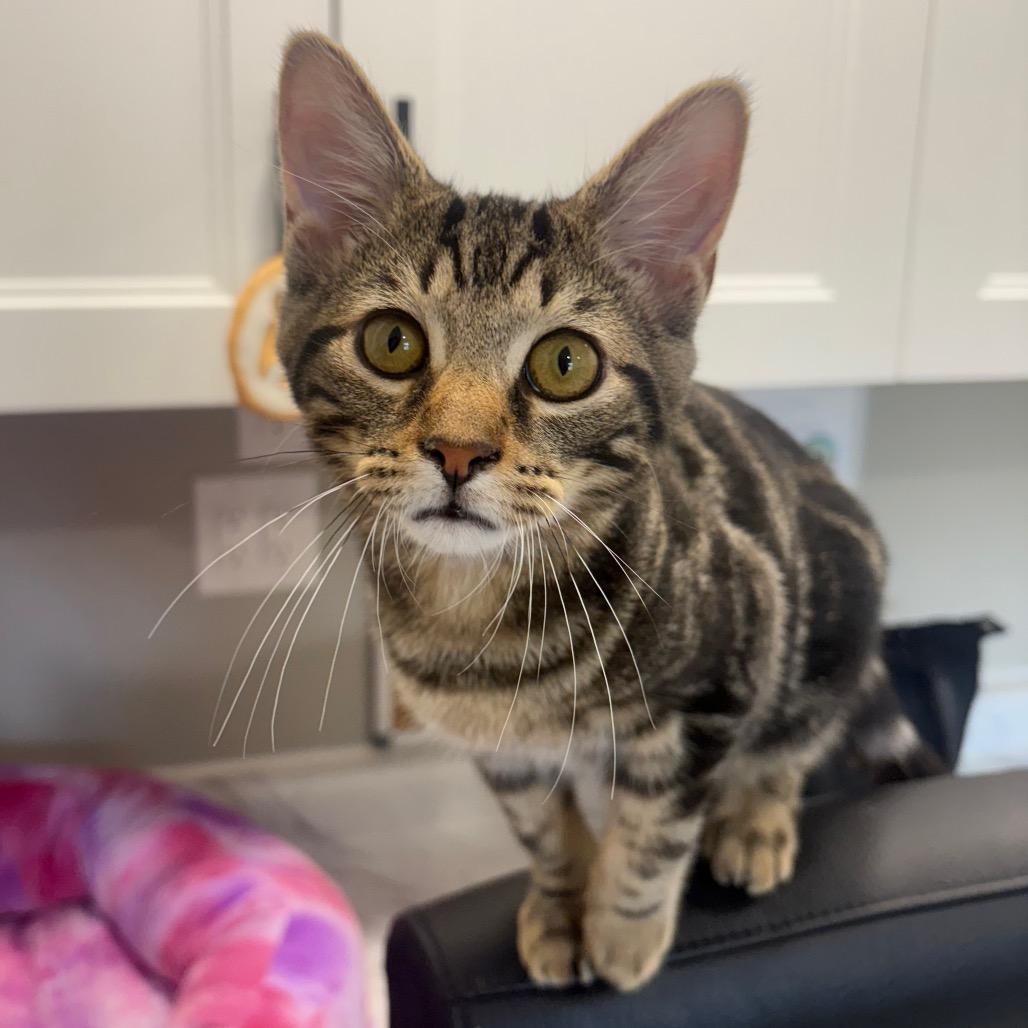 Enlarge JK, a Adoptable Domestic Short Hair in Puslinch, ON image 3/6